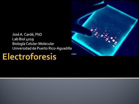 Electroforesis José A. Cardé, PhD Lab Biol 4019