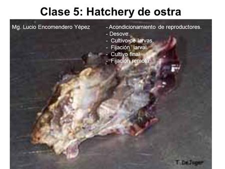Clase 5: Hatchery de ostra