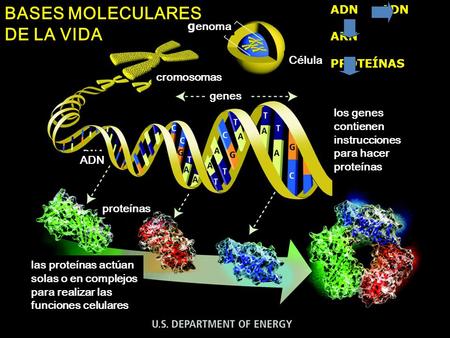 BASES MOLECULARES DE LA VIDA ADN ADN ARN genoma PROTEÍNAS Célula