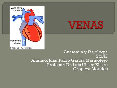 VENAS Anatomia y Fisiología 5toA2 Alumno: Juan Pablo García Marmolejo