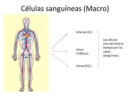 Células sanguíneas (Macro)
