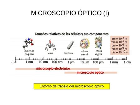 MICROSCOPIO ÓPTICO (I)