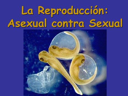 La Reproducción: Asexual contra Sexual