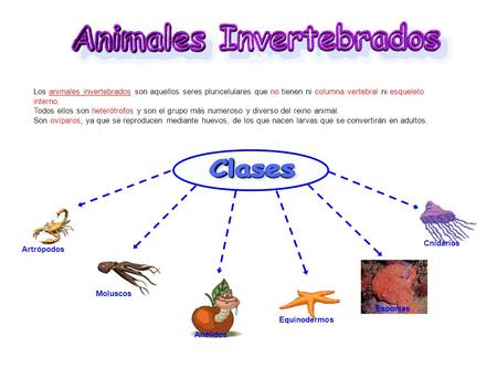 Los animales invertebrados son aquellos seres pluricelulares que no tienen ni columna vertebral ni esqueleto interno. Todos ellos son heterótrofos y son.