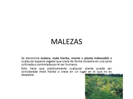 MALEZAS Se denomina maleza, mala hierba, monte o planta indeseable a cualquier especie vegetal que crece de forma silvestre en una zona cultivada o controlada.