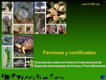 1 Permisos y certificados www.CITES.org Convención sobre el Comercio Internacional de Especies Amenazadas de Fauna y Flora Silvestres © Derechos de autor.