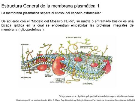 La membrana plasmática separa el citosol del espacio extracelular. De acuerdo con el “Modelo del Mosaico Fluido”, su matriz o entramado básico es una bicapa.