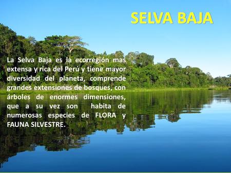 La Selva Baja es la ecorregión mas extensa y rica del Perú y tiene mayor diversidad del planeta, comprende grandes extensiones de bosques, con árboles.