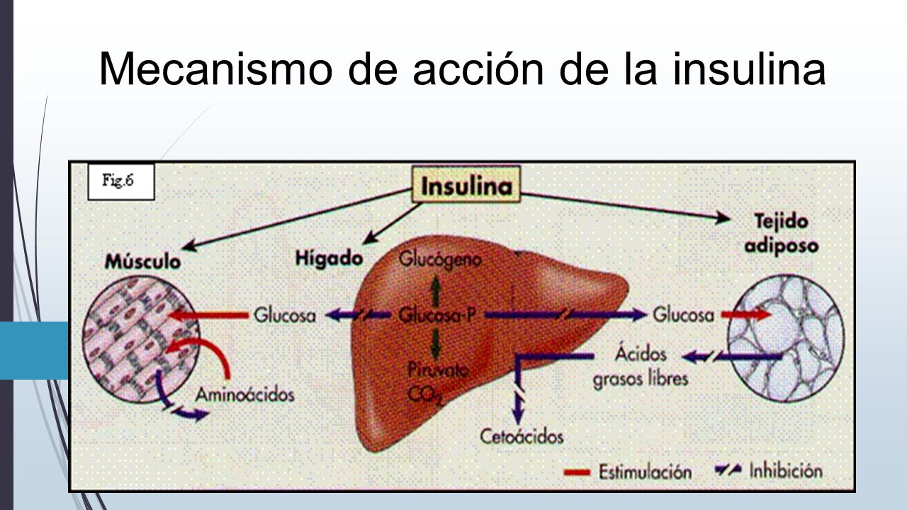 DIABETES MELLITUS BASES BIOQUIMICAS Y PATOLOGICAS - ppt DIABETES MELLITUS BASES BIOQUIMICAS Y PATOLOGICAS - ppt