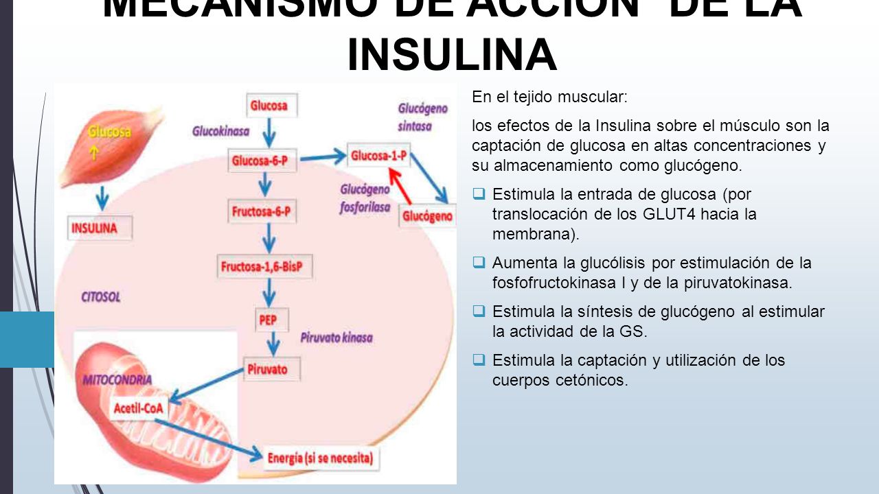 DIABETES MELLITUS BASES BIOQUIMICAS Y PATOLOGICAS - ppt DIABETES MELLITUS BASES BIOQUIMICAS Y PATOLOGICAS - ppt