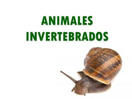ANIMALES INVERTEBRADOS