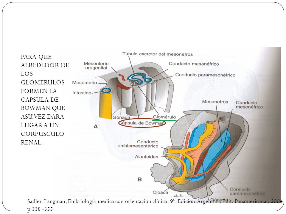 TÉLÉCHARGER EMBRYOLOGIE HUMAINE LARSEN EMBRYOLOGIE HUMAINE LARSEN TÉLÉCHARGER