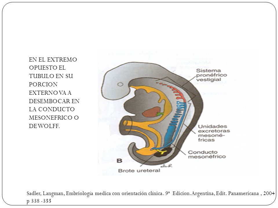 embriologia medica longman 12 edicion pdf