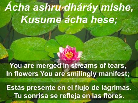 Ácha ashru dháráy mishe, Kusume ácha hese; You are merged in streams of tears, In flowers You are smilingly manifest; Estás presente en el flujo de lágrimas.