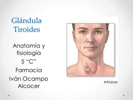 Glándula Tiroides Anatomía y fisiología 5 “C” Farmacia