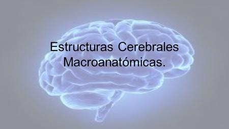 Estructuras Cerebrales Macroanatómicas.