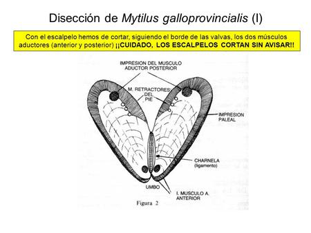 Disección de Mytilus galloprovincialis (I)