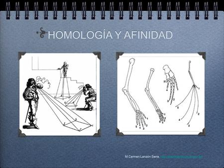 HOMOLOGÍA Y AFINIDAD HOMOLOGÍA Y AFINIDAD M.Carmen Lanzón Serra.