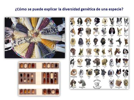 ¿Cómo se puede explicar la diversidad genética de una especie?