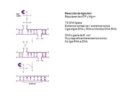 Reacción de ligación: Requieren de ATP y Mg++ T4 DNA ligasa