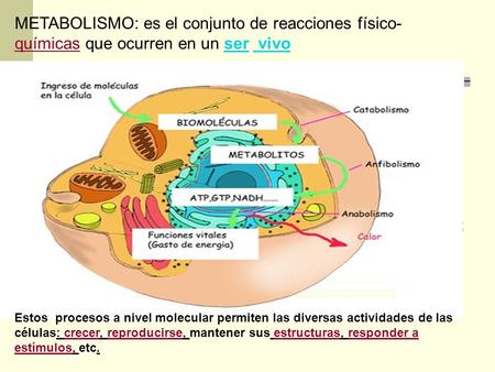 METABOLISMO: es el conjunto de reacciones físico-químicas que ocurren en un ser vivo Estos procesos a nivel molecular permiten las diversas actividades.