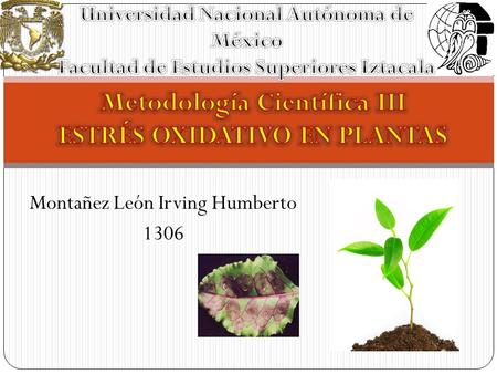 Montañez León Irving Humberto 1306