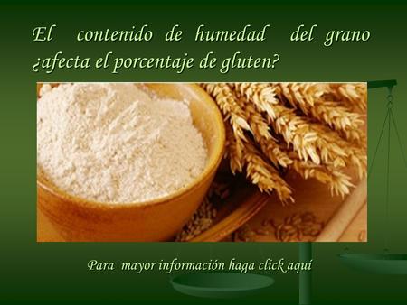 El contenido de humedad del grano ¿afecta el porcentaje de gluten? Para mayor información haga click aquí.