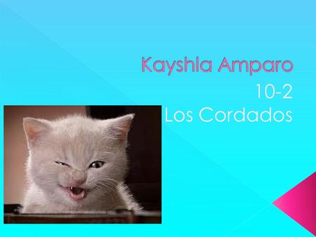Kayshla Amparo 10-2 Los Cordados.