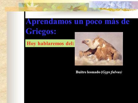 Aprendamos un poco más de Griegos: Hoy hablaremos del: Buitre leonado (Gyps fulvus)