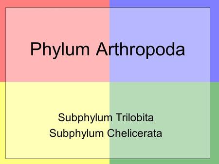 Subphylum Trilobita Subphylum Chelicerata