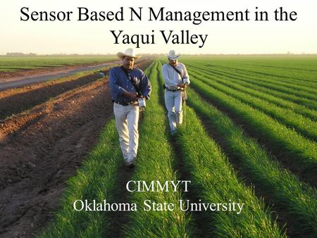 Sensor Based N Management in the Yaqui Valley CIMMYT Oklahoma State University.