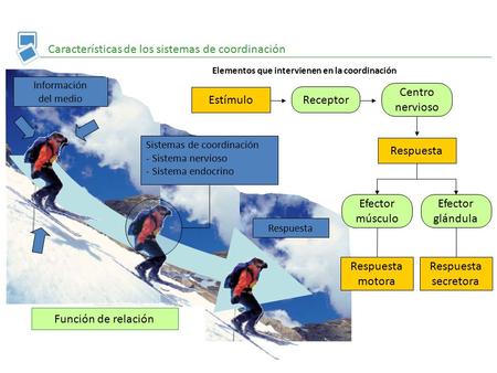 Características de los sistemas de coordinación