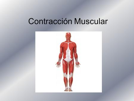 Contracción Muscular.