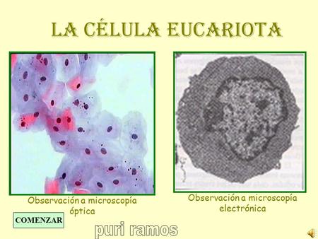 LA CÉLULA EUCARIOTA Observación a microscopía electrónica