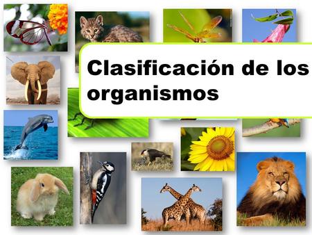 Clasificación de los organismos