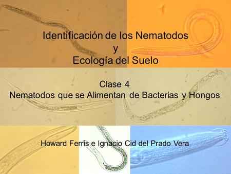 Identificación de los Nematodos y Ecología del Suelo