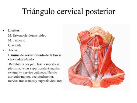 Triángulo cervical posterior