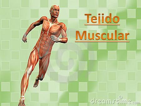 Tejido Muscular.