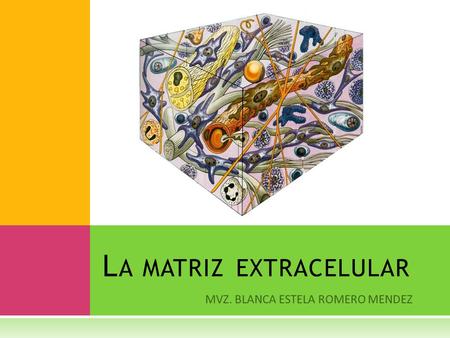 La matriz extracelular