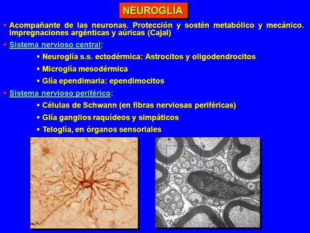 NEUROGLÍA Acompañante de las neuronas. Protección y sostén metabólico y mecánico. Impregnaciones argénticas y aúricas (Cajal) Sistema nervioso central: