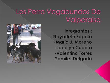  Valparaíso es conocido por su alto número de perros vagos.  En su gran parte de Valparaíso, muchos perros no tienen dueño, por lo cual viven en las.