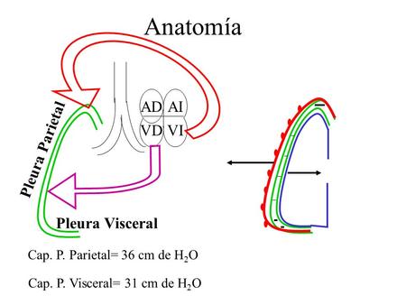 Anatomía AD AI VD VI Pleura Parietal Pleura Visceral
