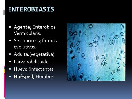 ENTEROBIASIS  Agente; Enterobios Vermicularis.  Se conoces 3 formas evolutivas.  Adulta.(vegetativa)  Larva rabditoide  Huevo (infectante)  Huésped;