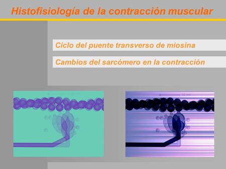 Histofisiología de la contracción muscular