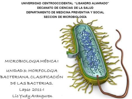 MICROBIOLOGIA MÉDICA I