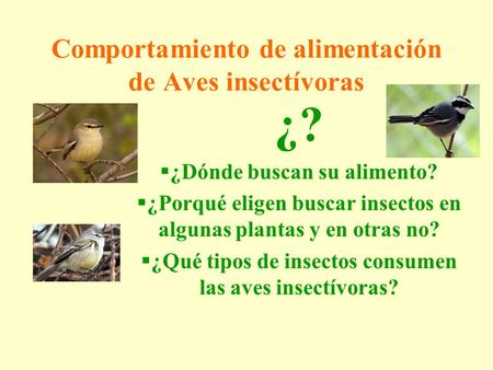Comportamiento de alimentación de Aves insectívoras