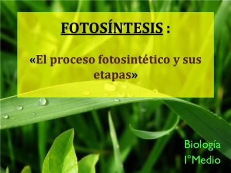 FOTOSÍNTESIS : «El proceso fotosintético y sus etapas»