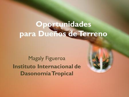 Oportunidades para Dueños de Terreno Magaly Figueroa Instituto Internacional de Dasonomía Tropical.