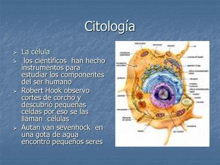 Citología La célula los científicos han hecho instrumentos para estudiar los componentes del ser humano Robert Hook observo cortes de corcho y descubrió.