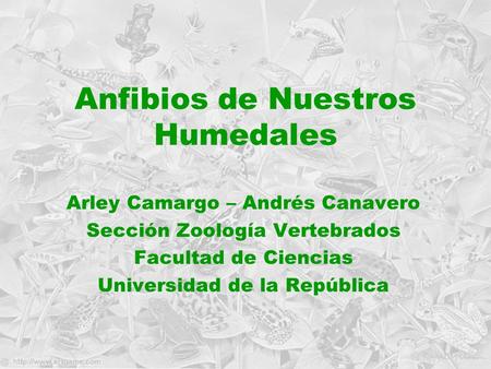 Anfibios de Nuestros Humedales Arley Camargo – Andrés Canavero Sección Zoología Vertebrados Facultad de Ciencias Universidad de la República.